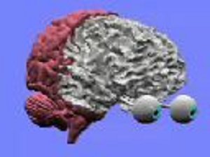 brain